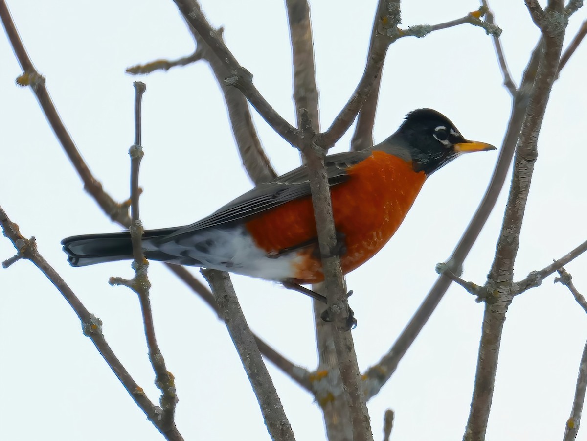 American Robin - ML630816672