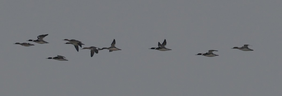 Mittelsäger - ML630816854