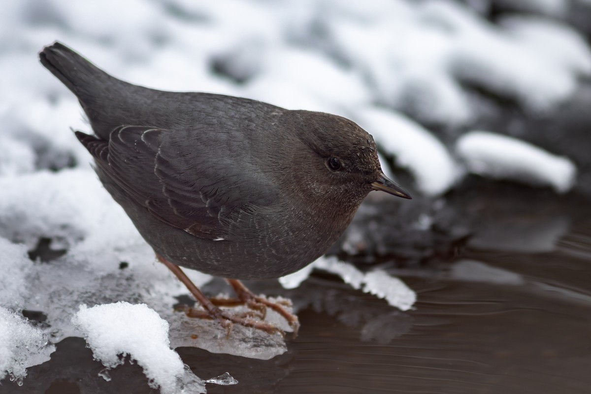 American Dipper - ML630816980