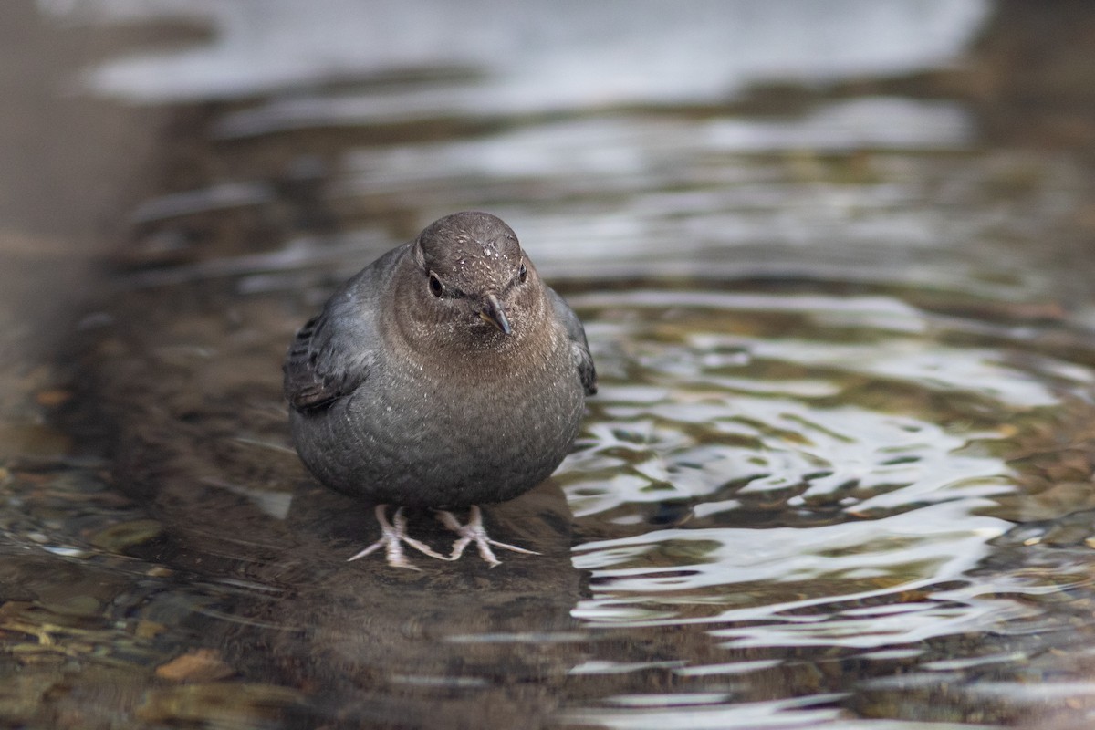 American Dipper - ML630817001