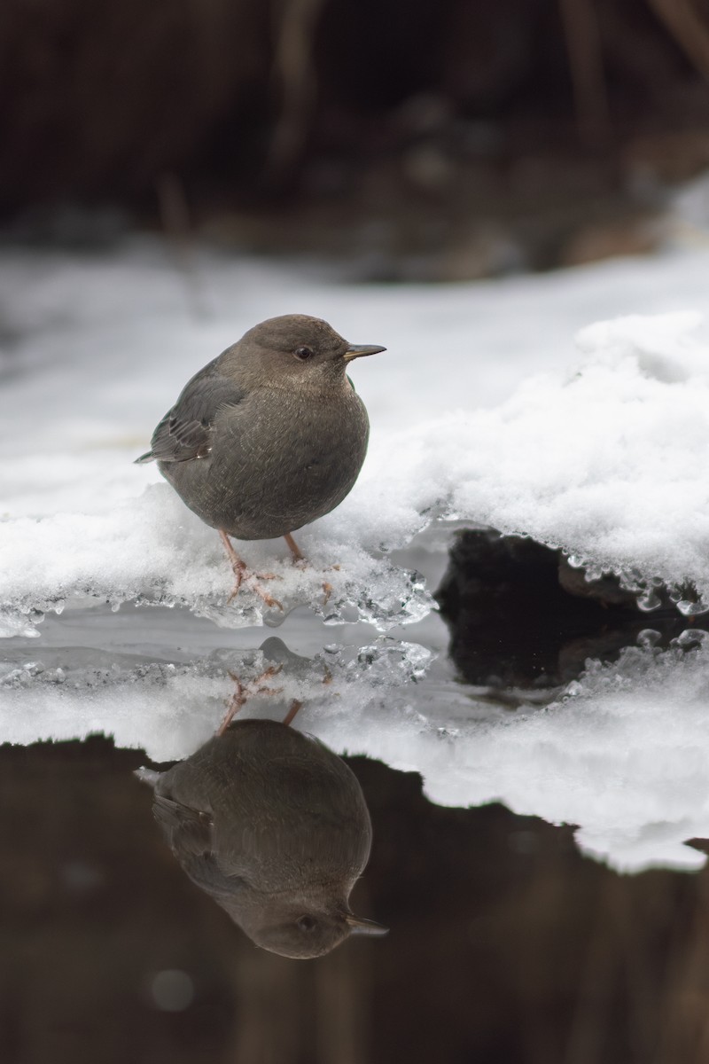 American Dipper - ML630817029