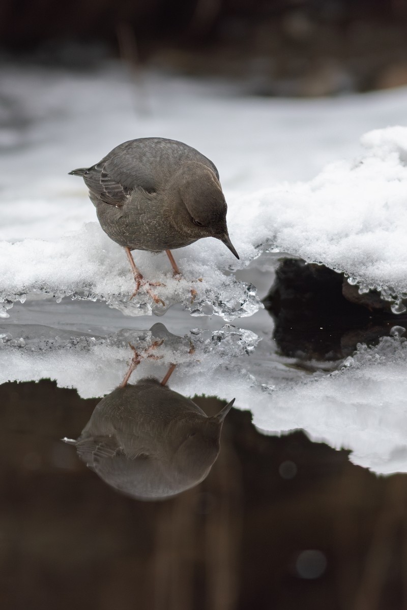 American Dipper - ML630817031