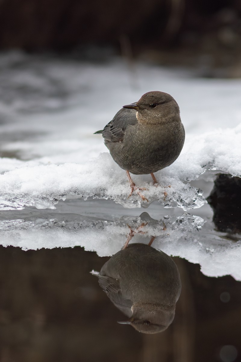 American Dipper - ML630817039