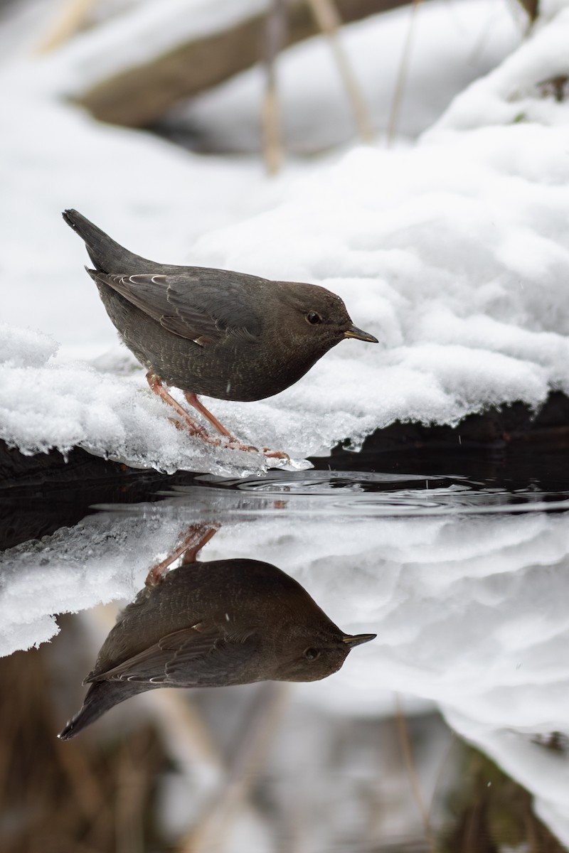 American Dipper - ML630817062