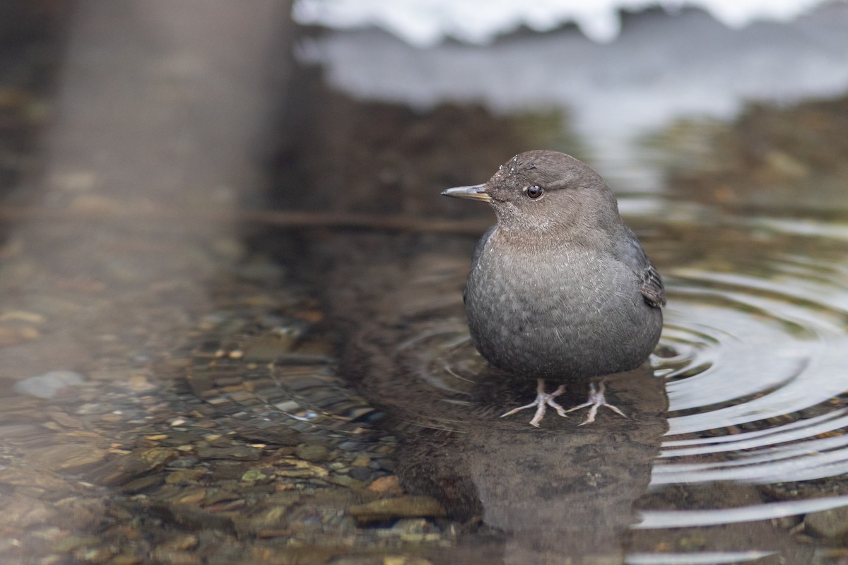 American Dipper - ML630817077