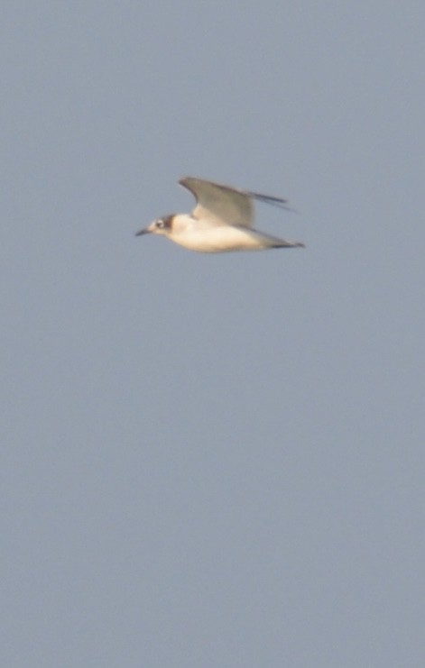 Franklin's Gull - ML630817100