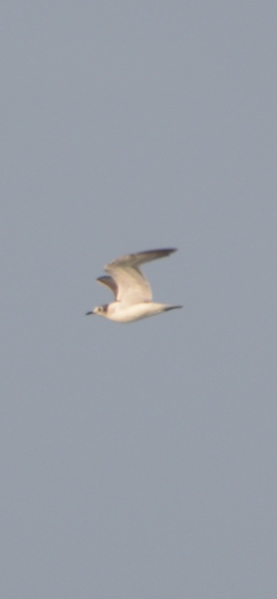 Franklin's Gull - ML630817101
