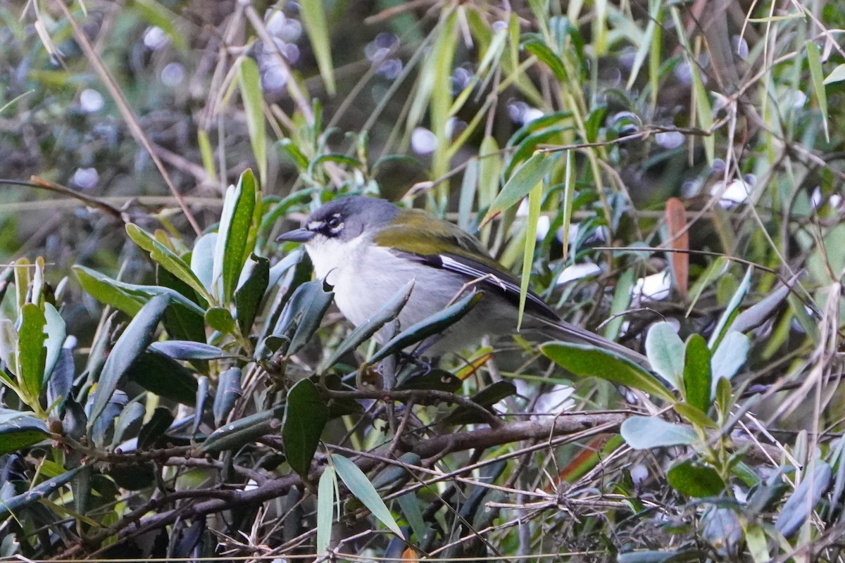 ハジロアメリカムシクイ - ML630817212