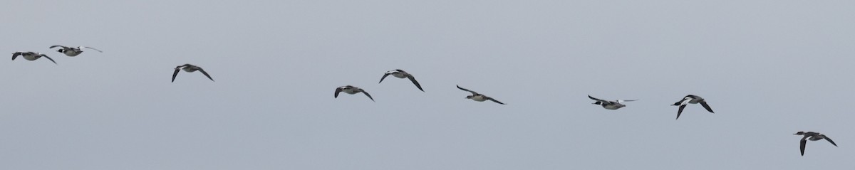 Mittelsäger - ML630817219