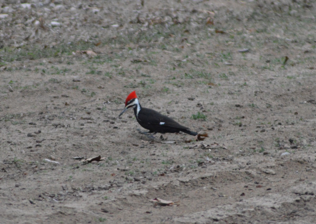 Pileated Woodpecker - ML630817534