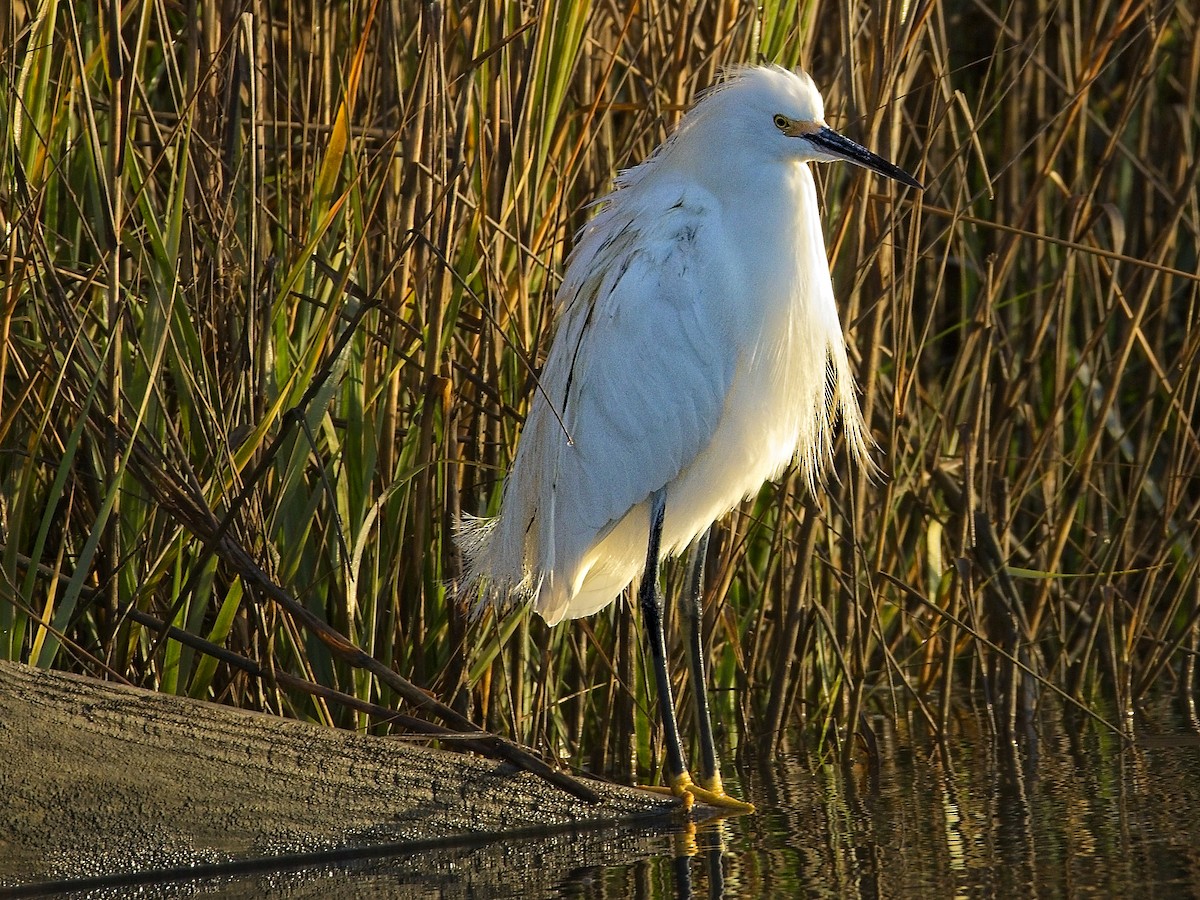 Snowy Egret - ML630817538