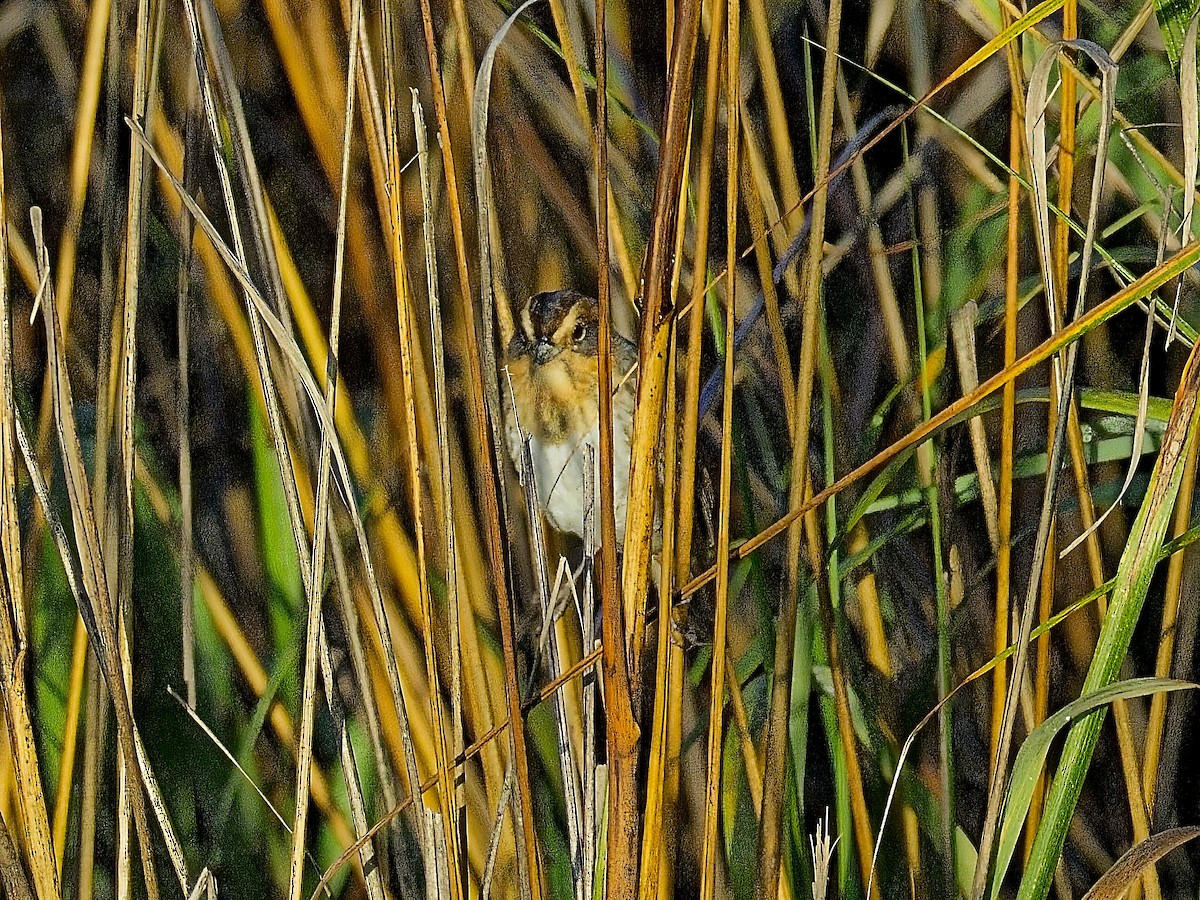 Nelson's Sparrow - ML630817590