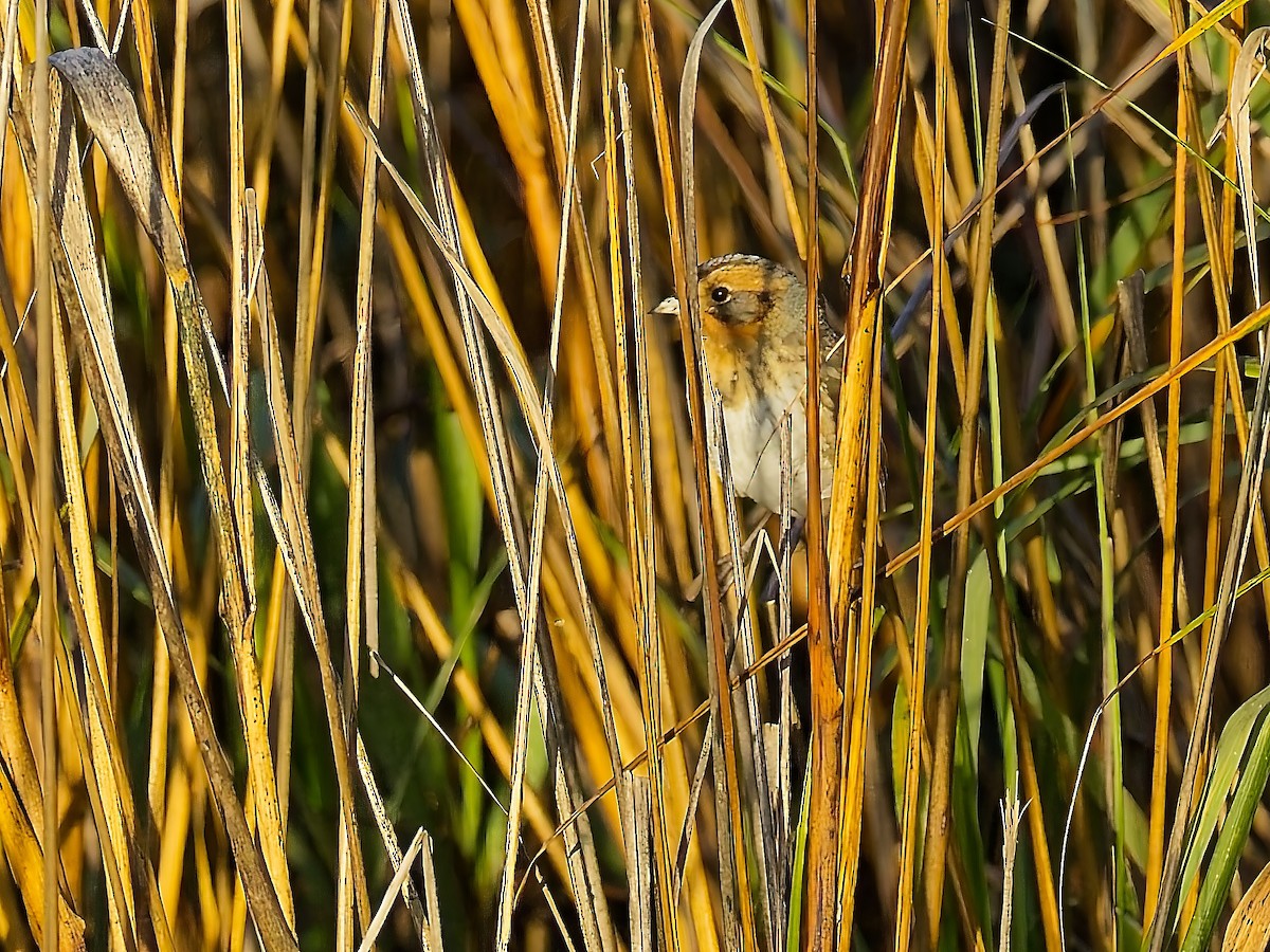 Nelson's Sparrow - ML630817597