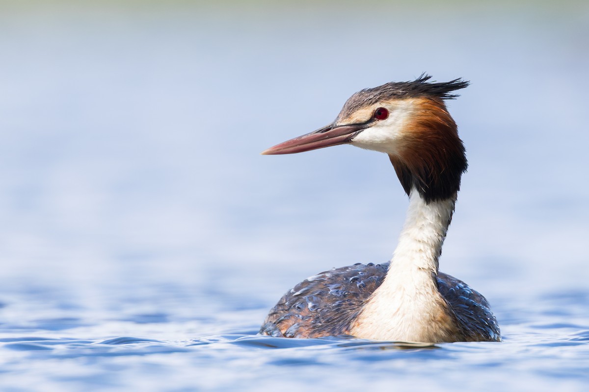 Great Crested Grebe - James Hunt