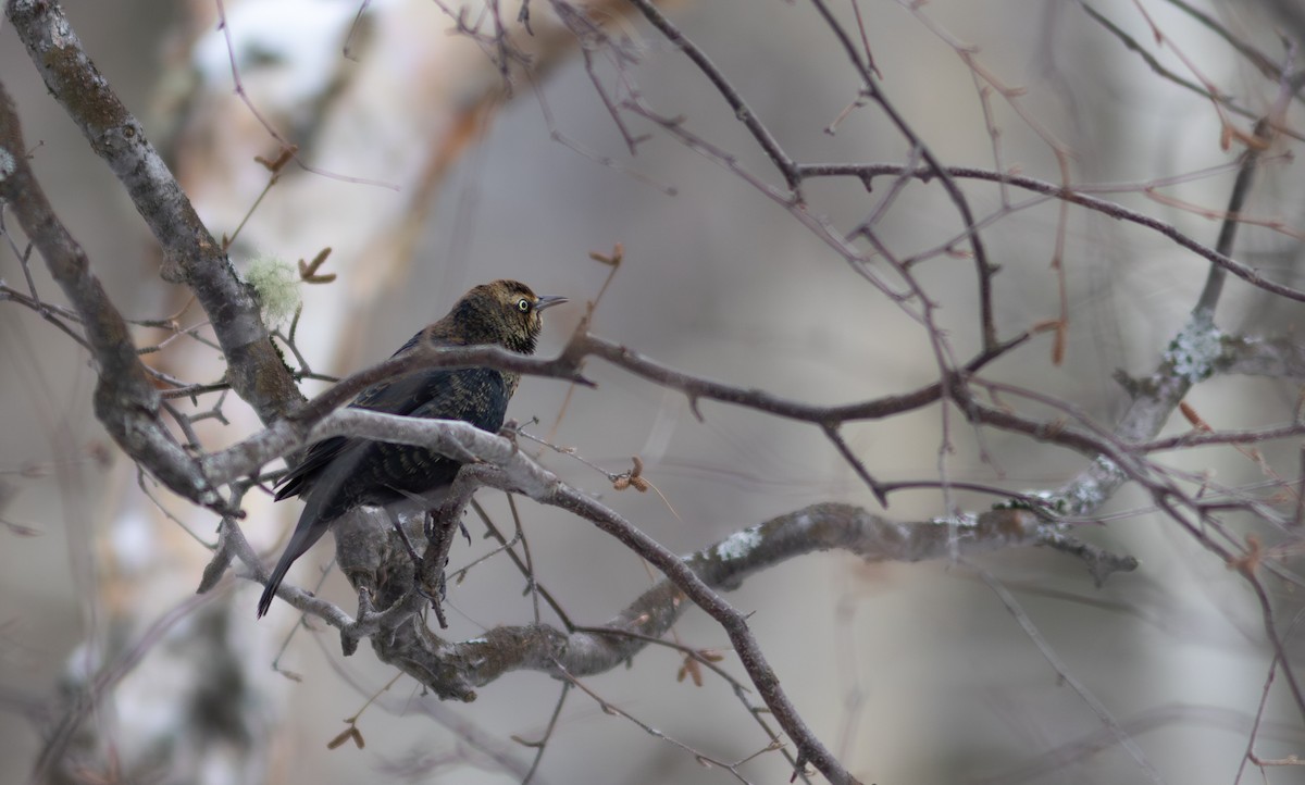 Rusty Blackbird - ML630817863