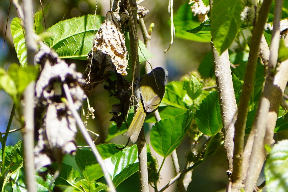 Green-tailed Warbler - ML630818120