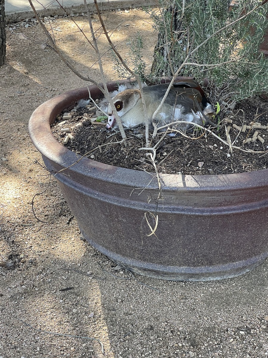 Egyptian Goose - ML630818206