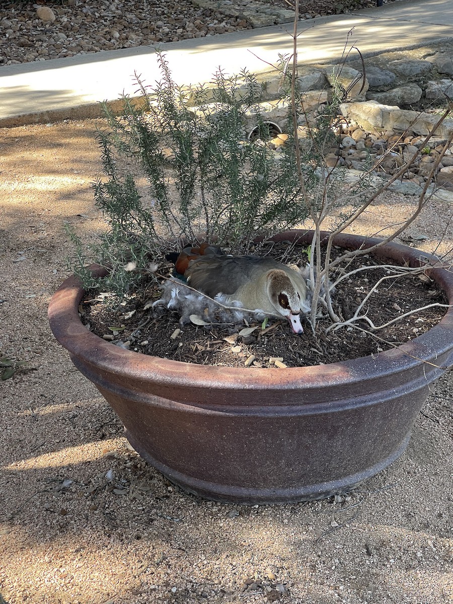 Egyptian Goose - ML630818207