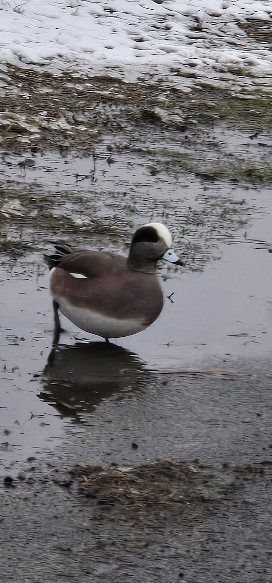 American Wigeon - ML630818463