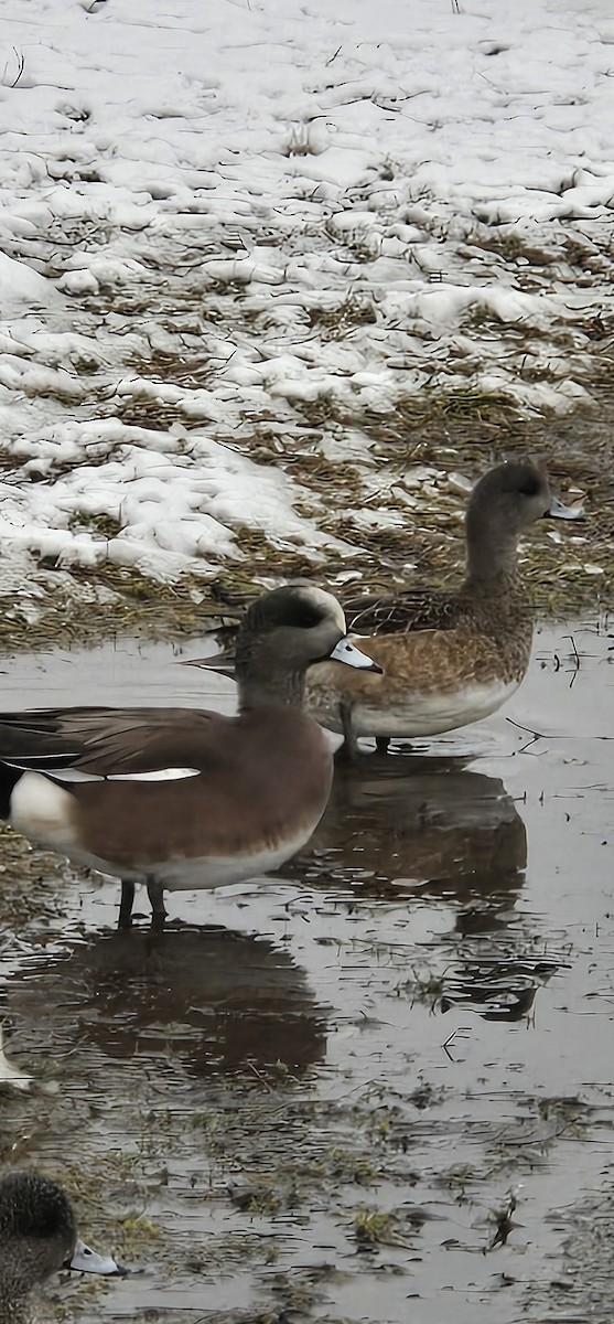 American Wigeon - ML630818464