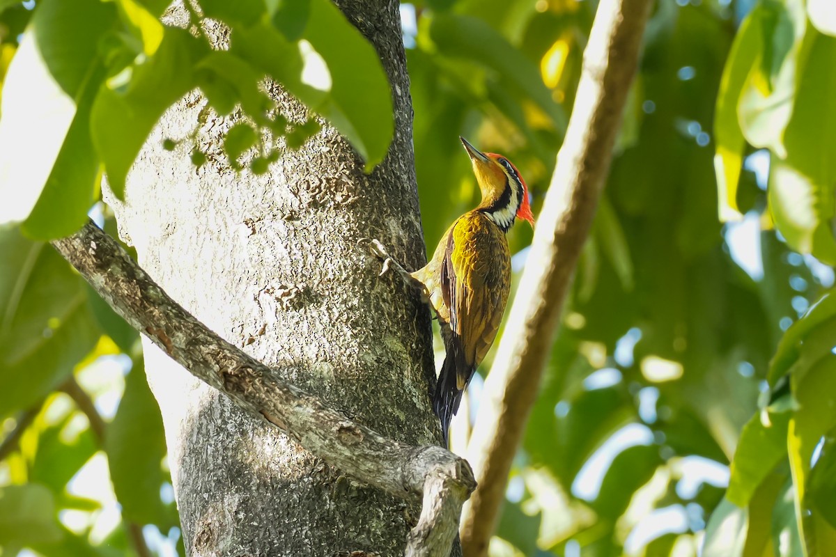 Olive-backed Woodpecker - ML630818484
