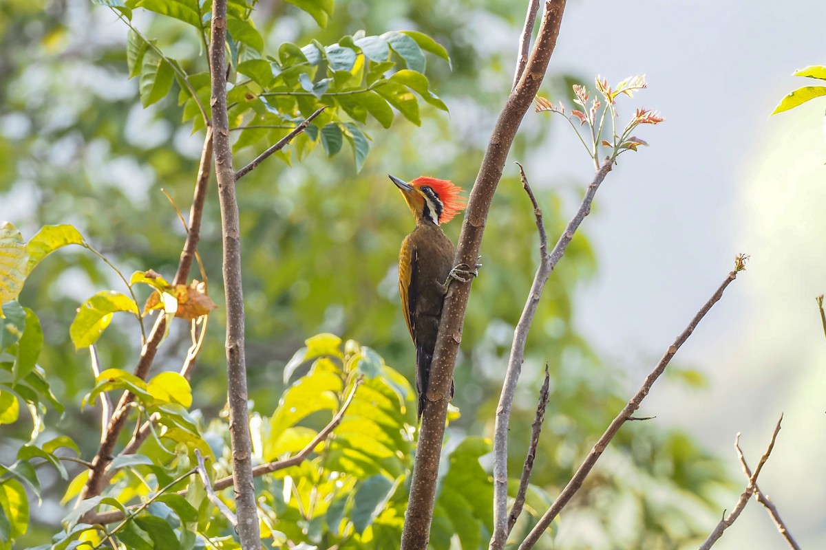 Olive-backed Woodpecker - ML630818485