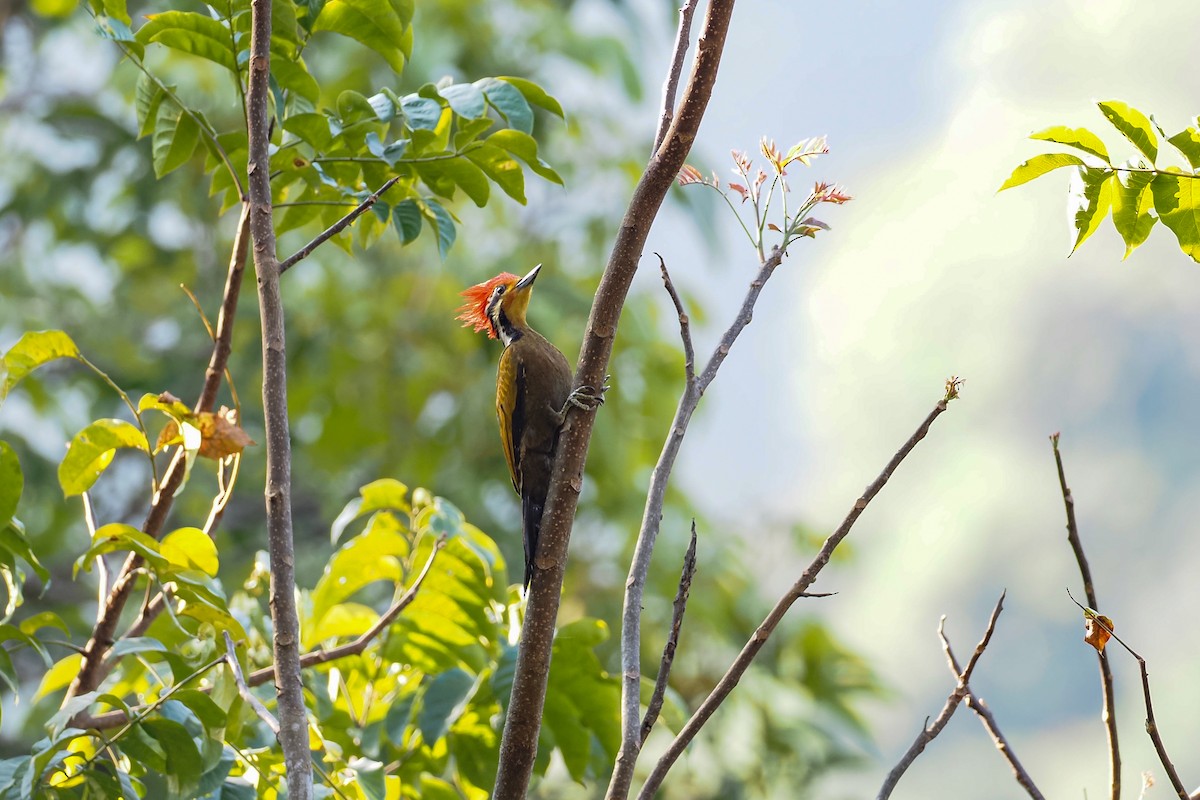 Olive-backed Woodpecker - ML630818486
