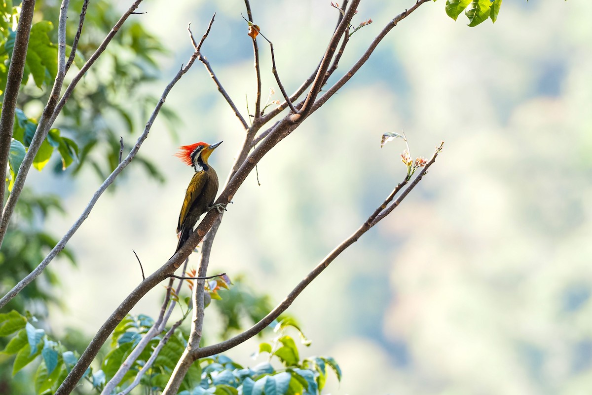 Olive-backed Woodpecker - ML630818487