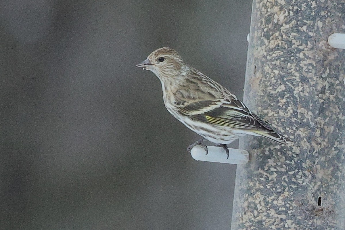 Pine Siskin - ML630818524