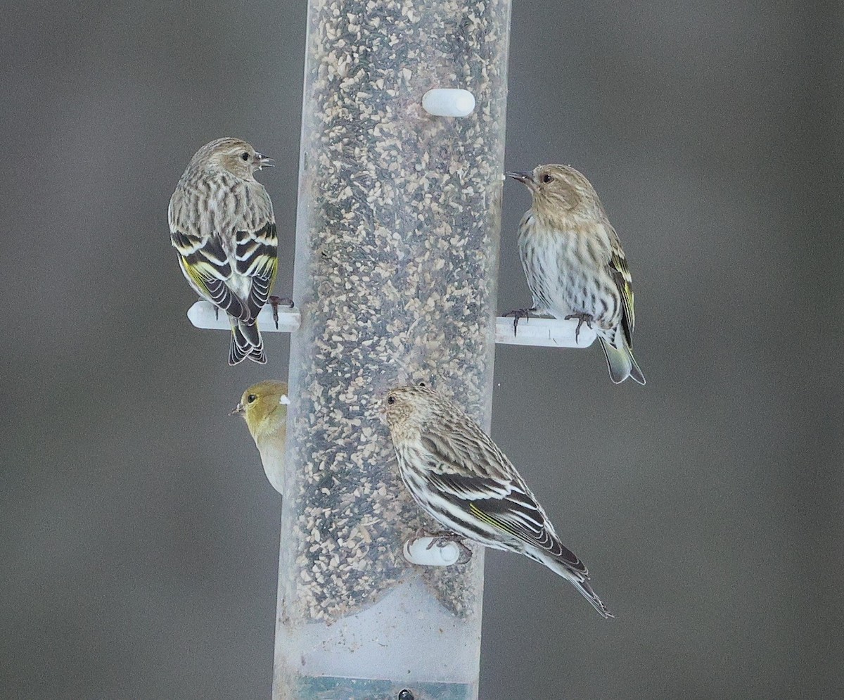 Pine Siskin - ML630818526