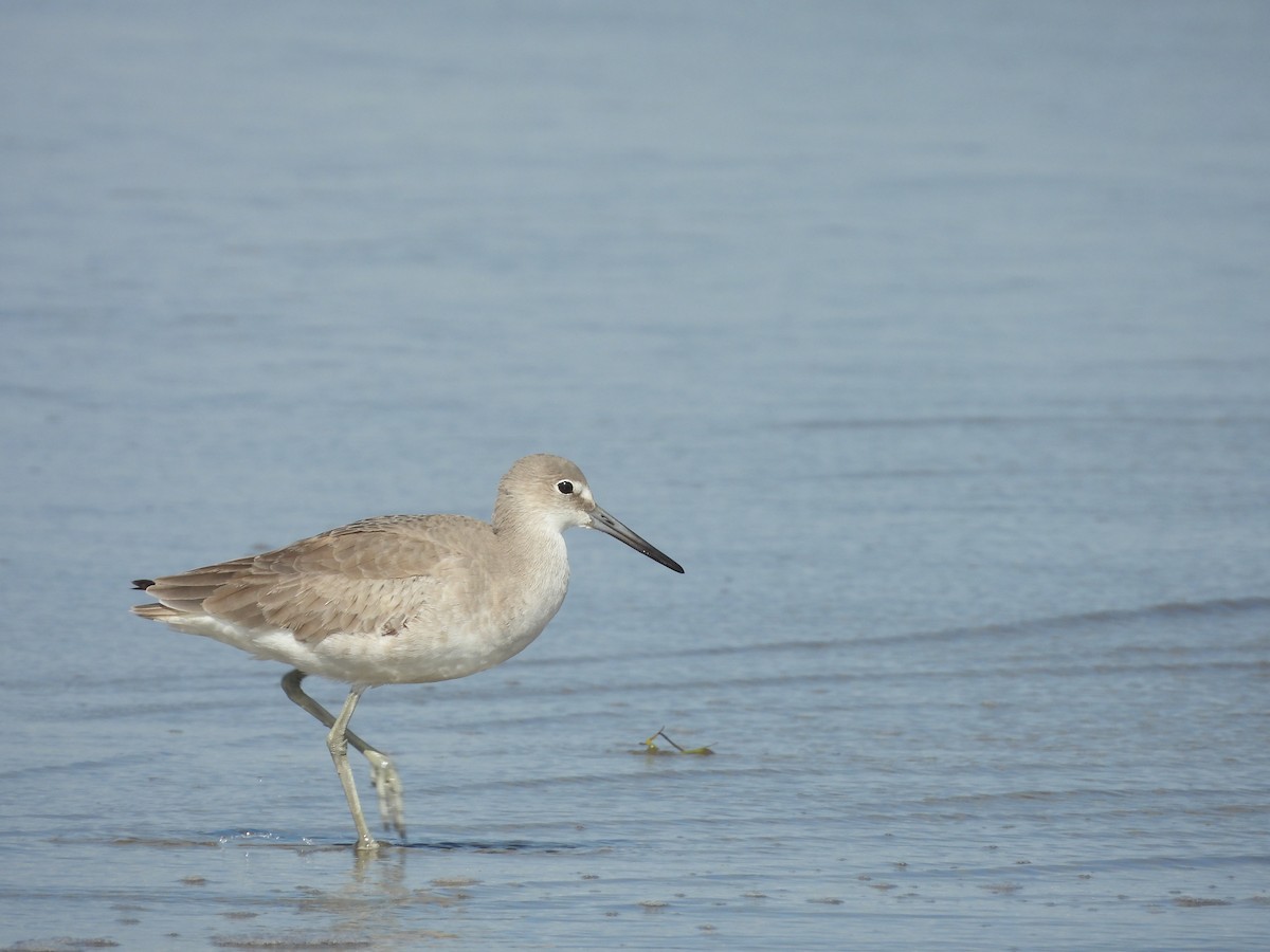 Willet - ML630818568