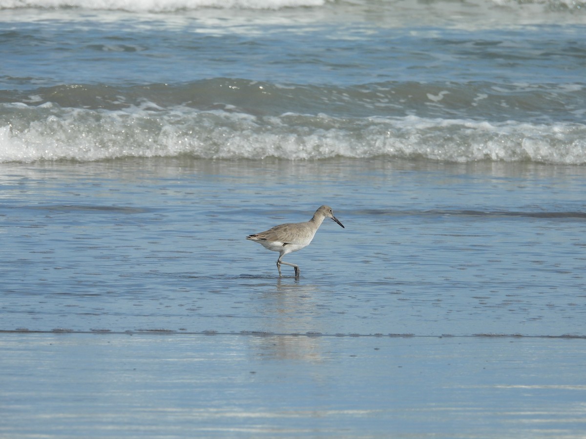 Willet - ML630818570