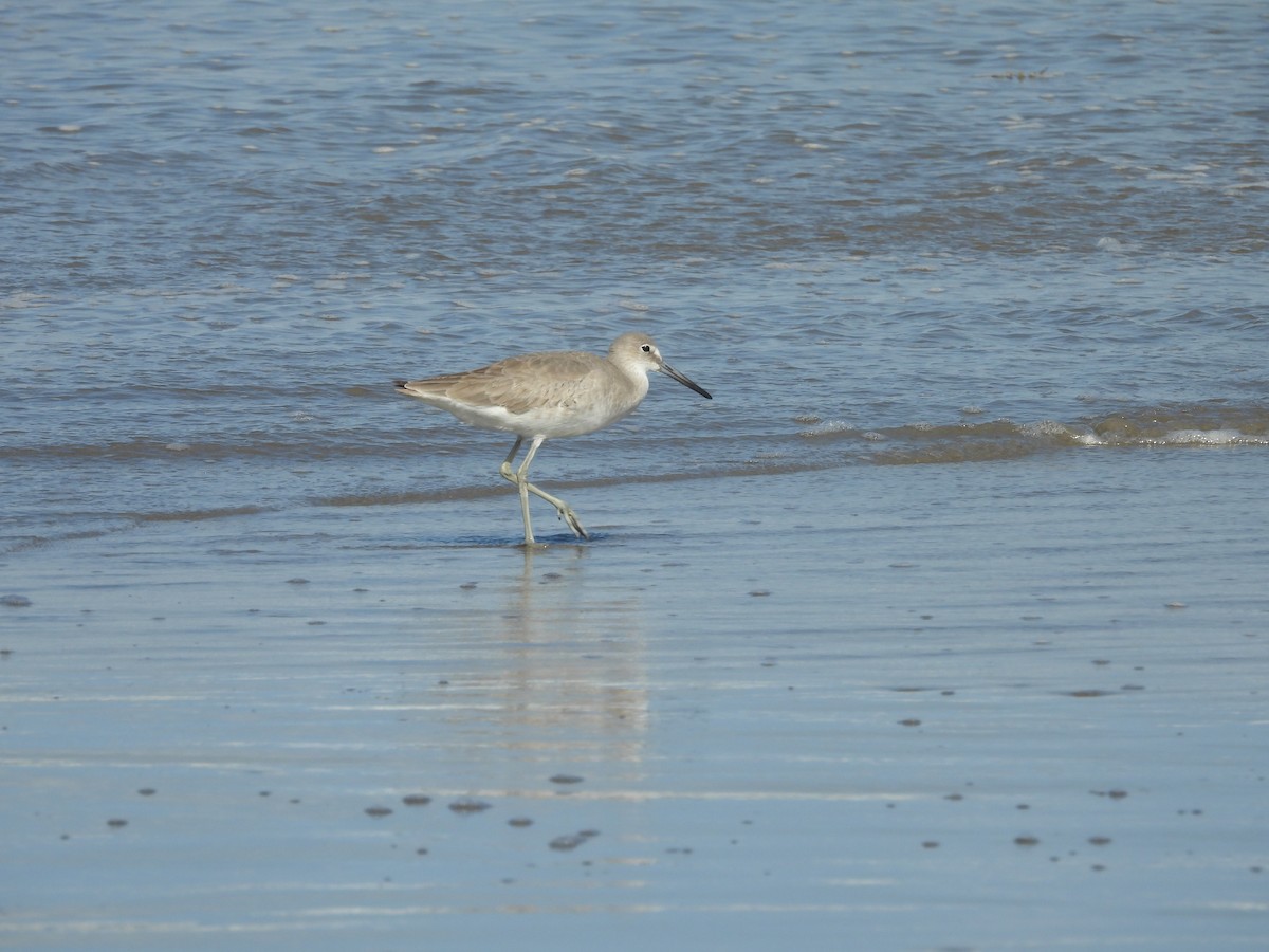 Willet - ML630818571