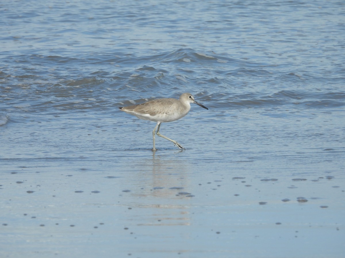 Willet - ML630818572