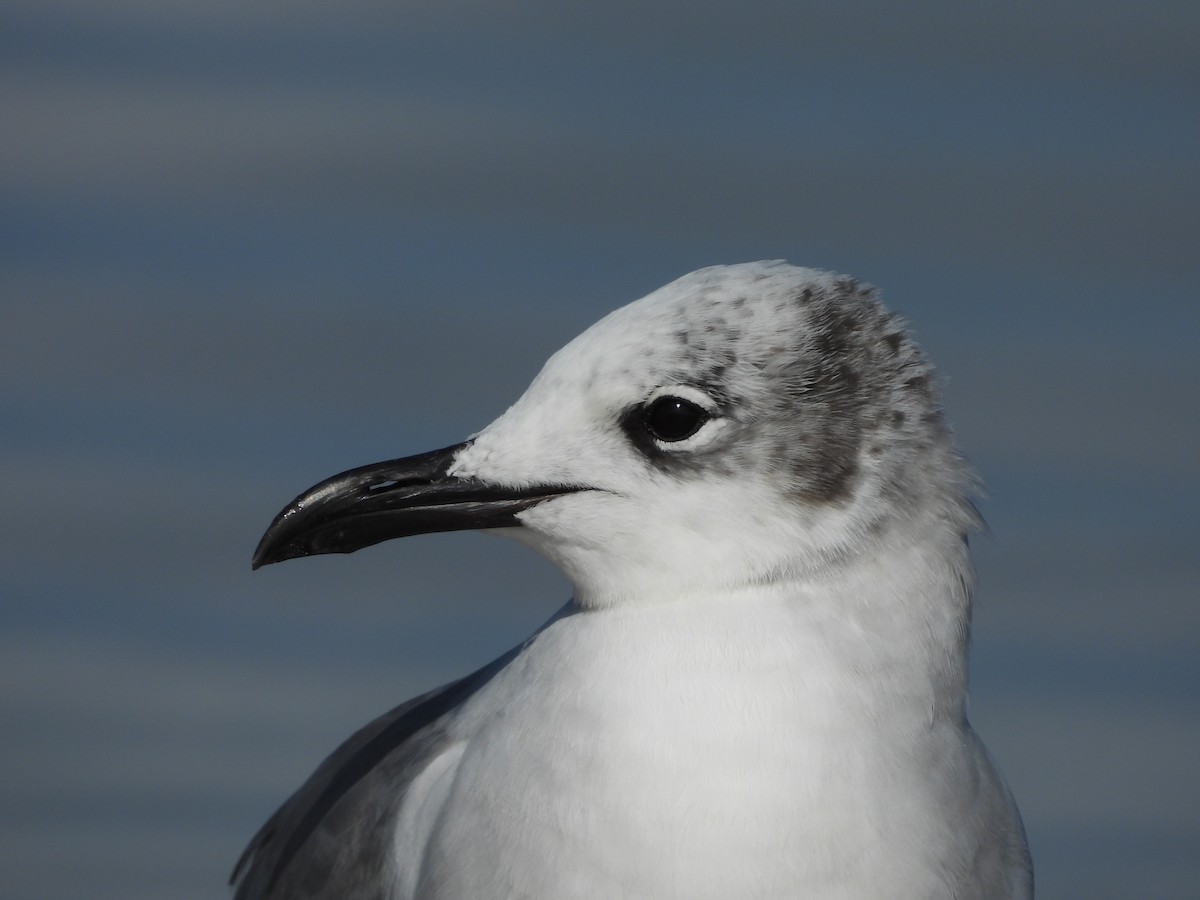 Laughing Gull - ML630818604