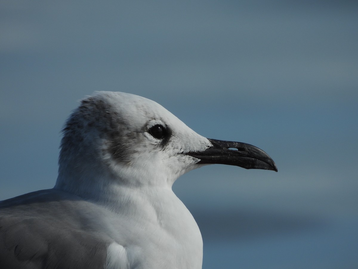 Laughing Gull - ML630818605