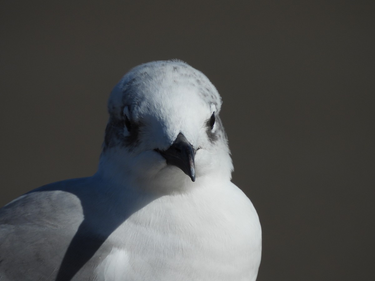 Laughing Gull - ML630818606