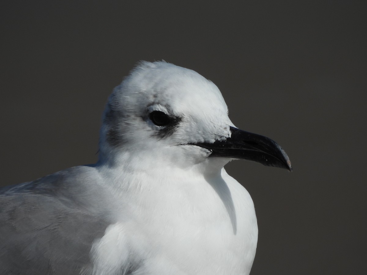 Laughing Gull - ML630818607