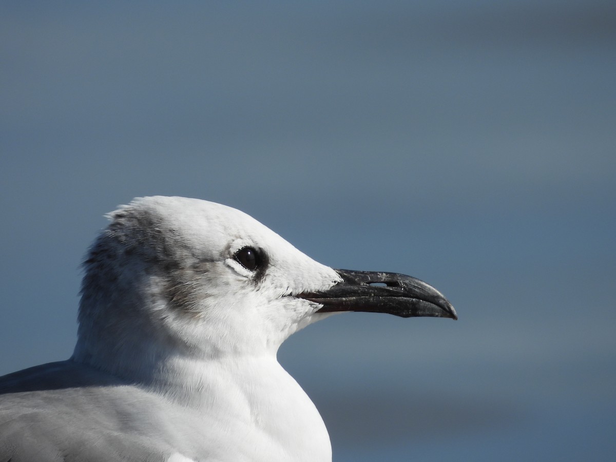 Laughing Gull - ML630818608