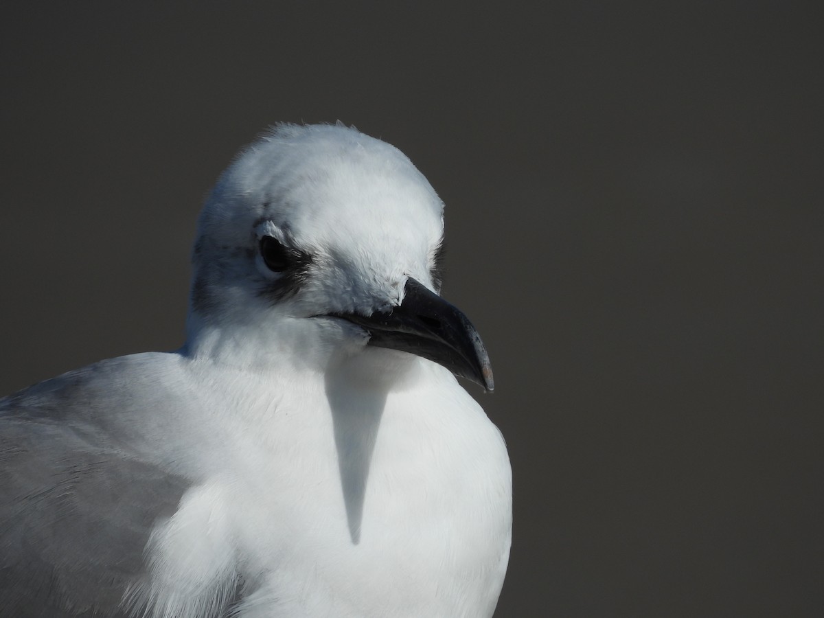 Laughing Gull - ML630818609
