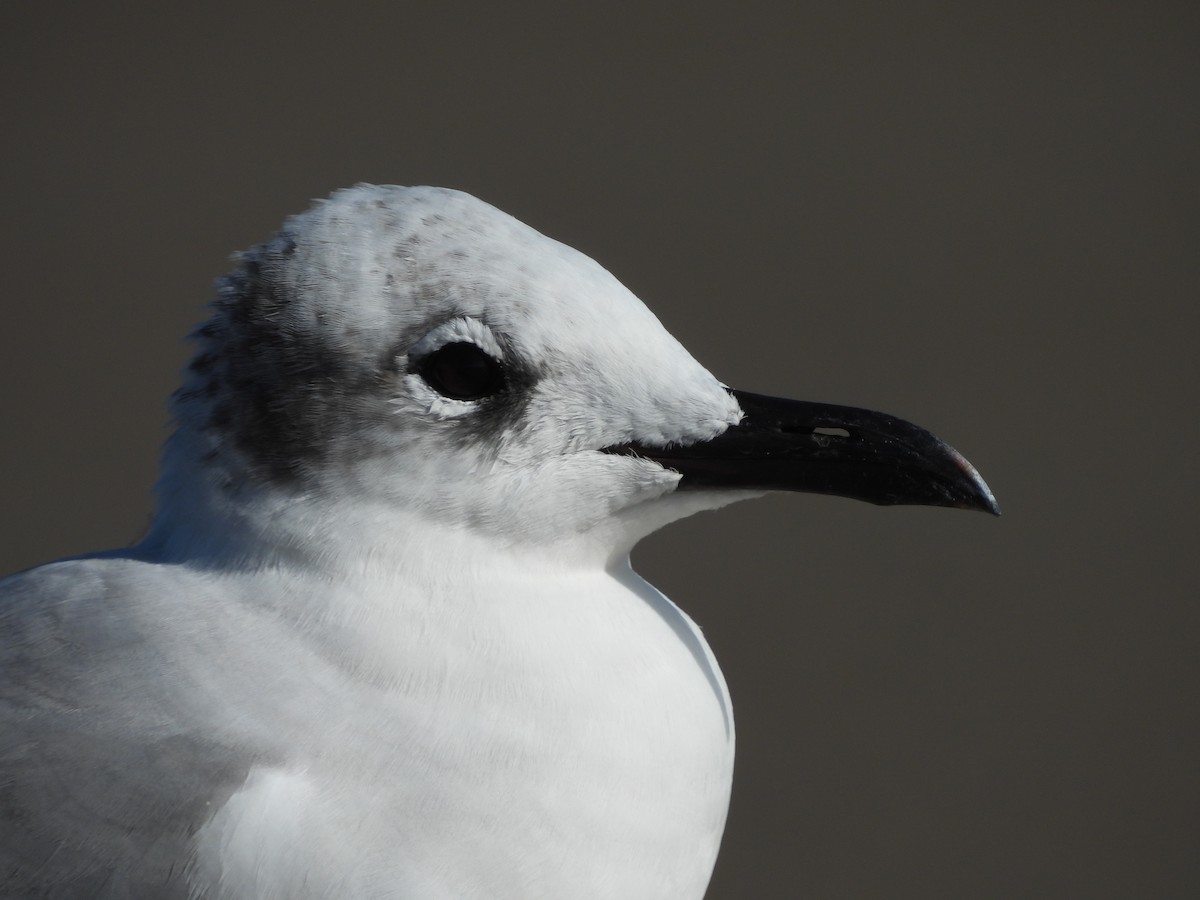 Laughing Gull - ML630818611