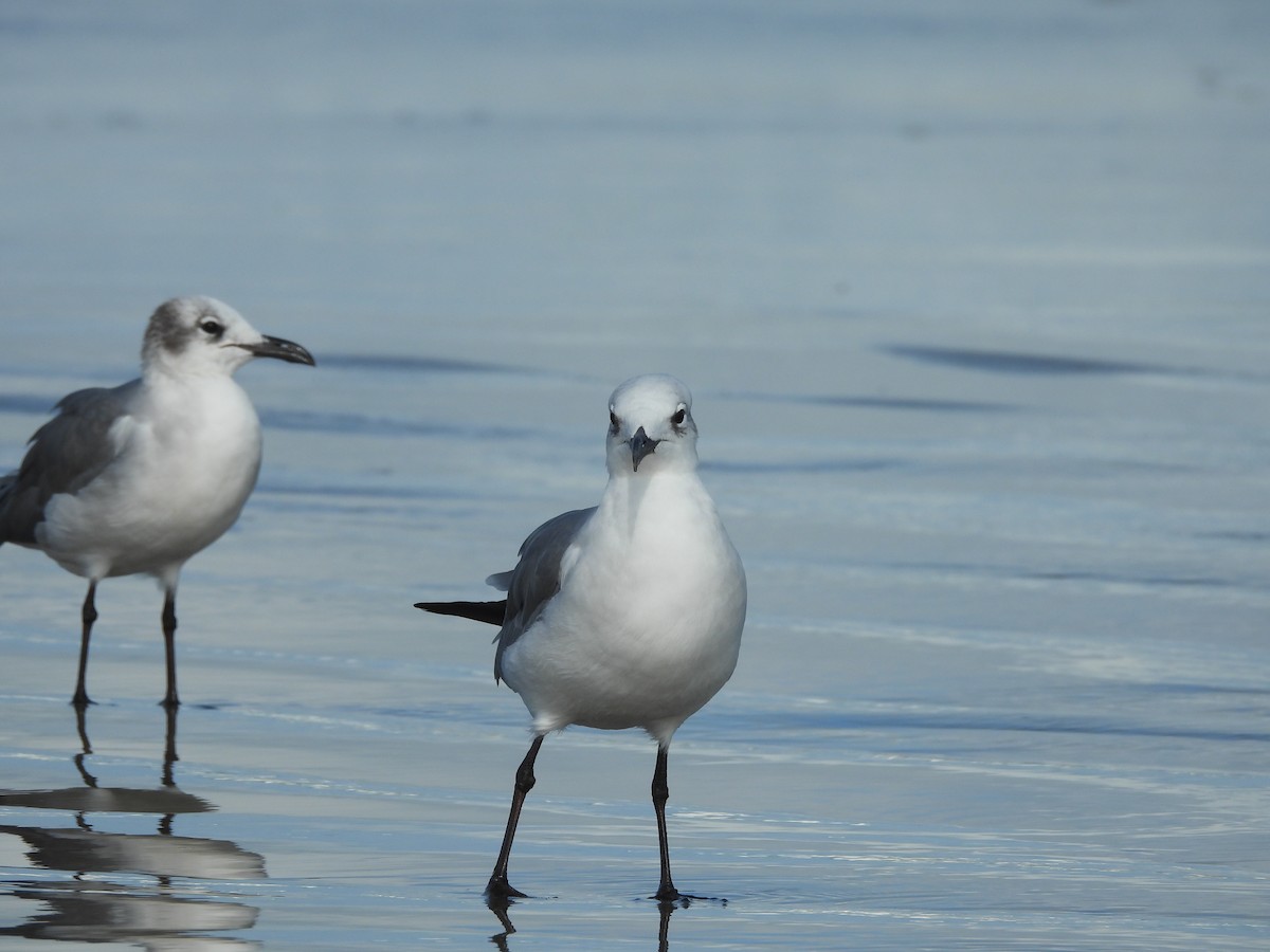 Laughing Gull - ML630818612