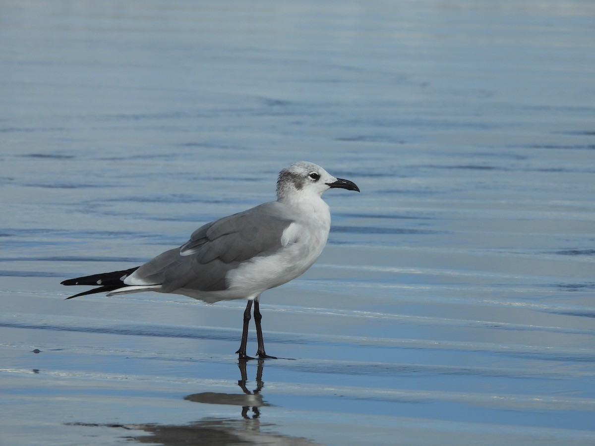 Laughing Gull - ML630818613