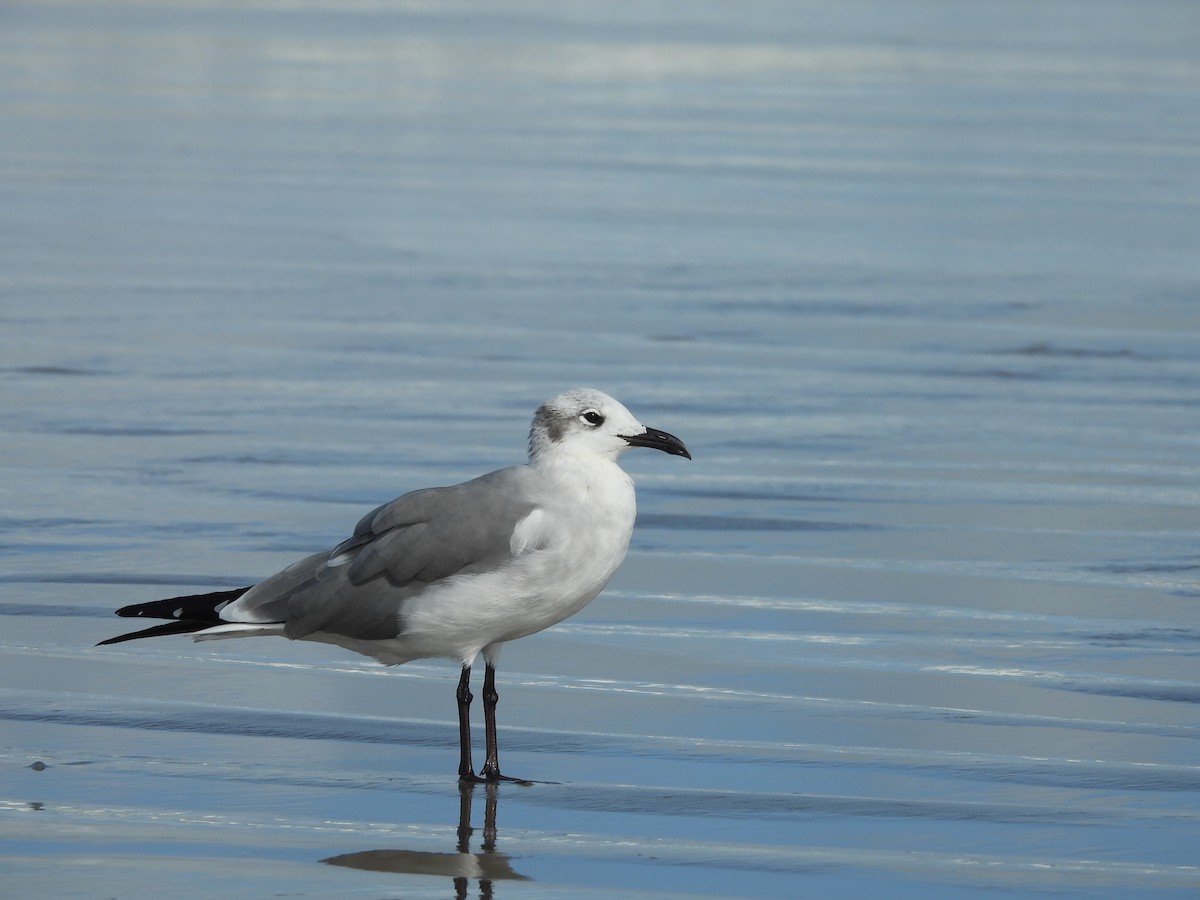 Laughing Gull - ML630818614