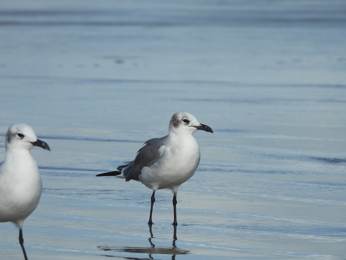Laughing Gull - ML630818615