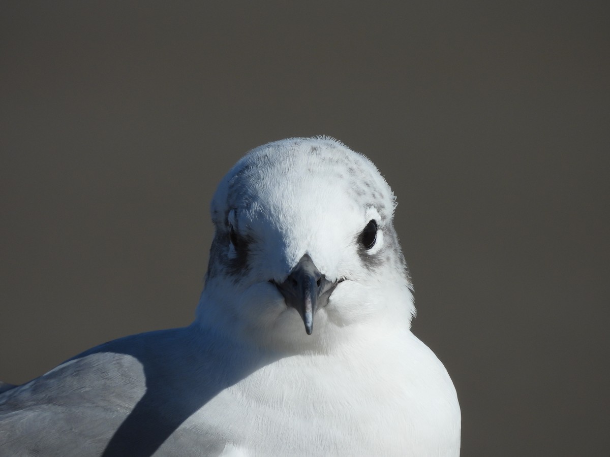 Laughing Gull - ML630818616