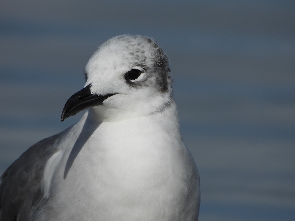 Laughing Gull - ML630818617