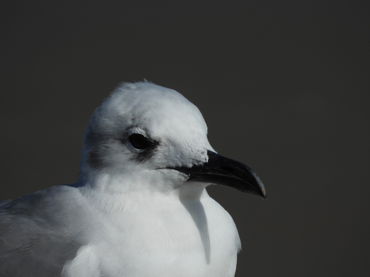 Laughing Gull - ML630818618
