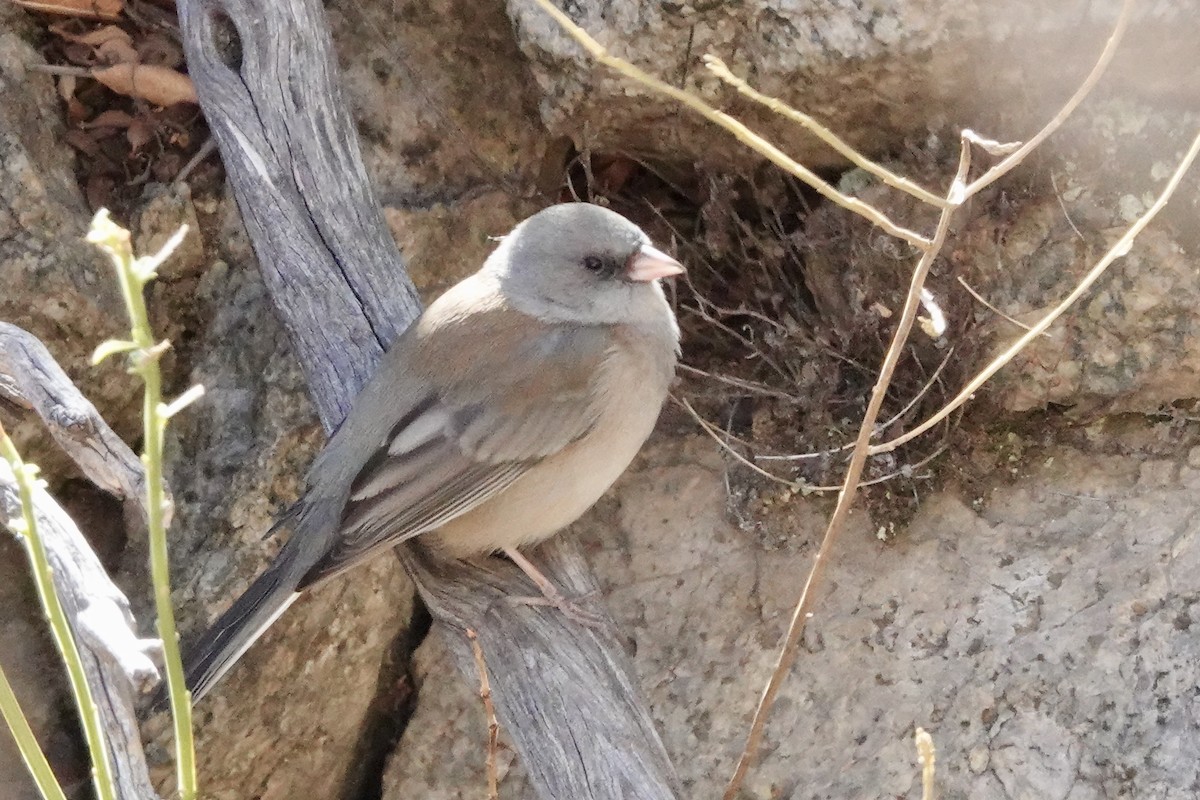 Junco ardoisé - ML630818752