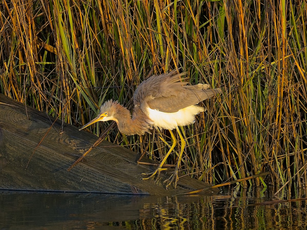 Tricolored Heron - ML630818841